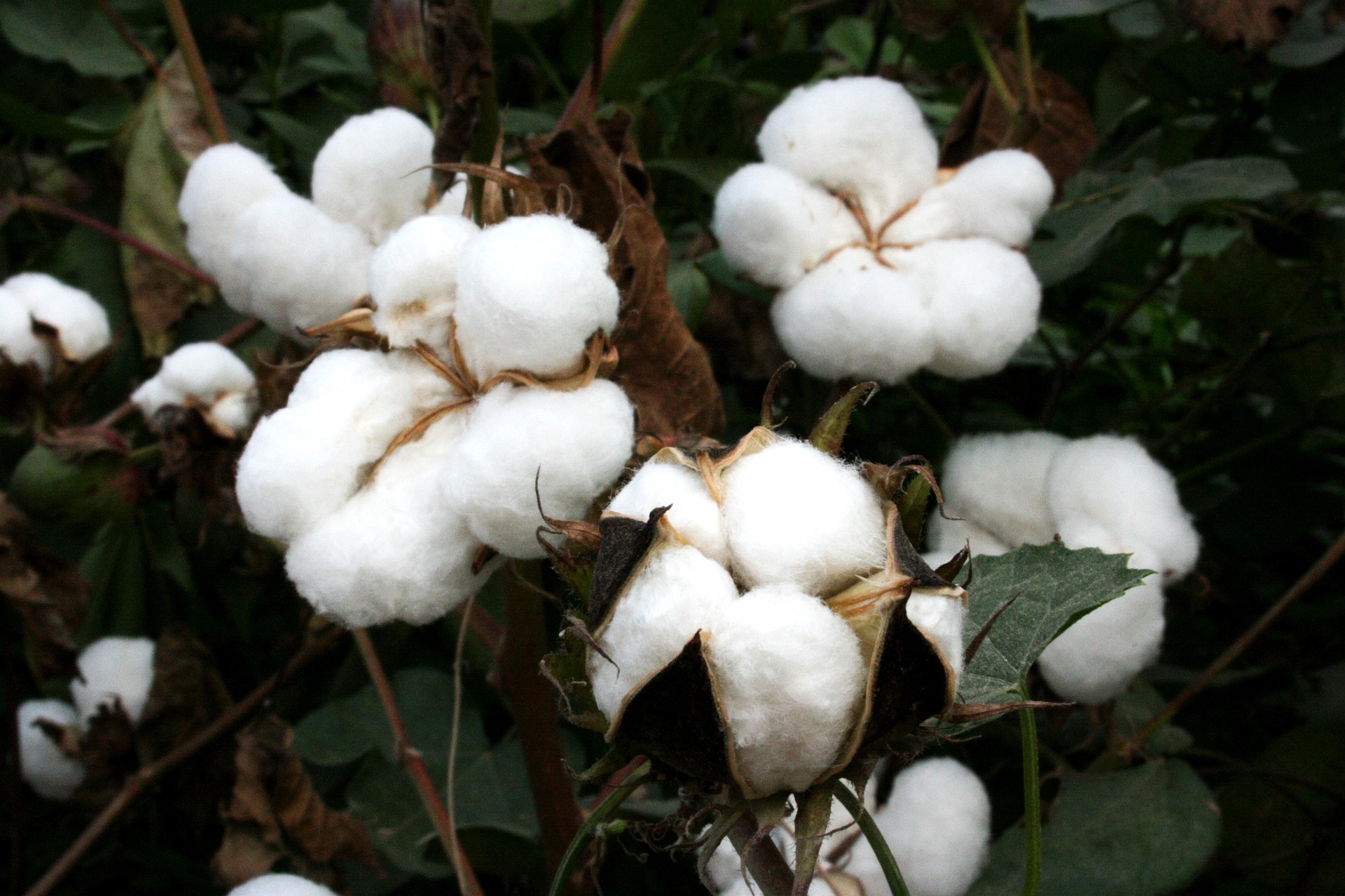 Il cotone: proprietà e vantaggi di un fibra naturale tra le più usate